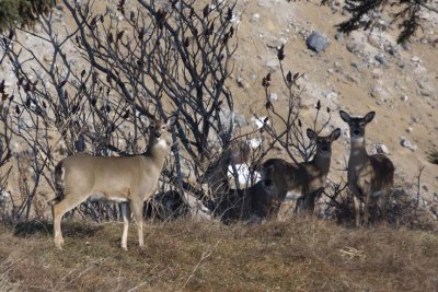 WhitetailedDeer378.jpg