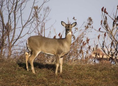 WhitetailedDeer383.jpg