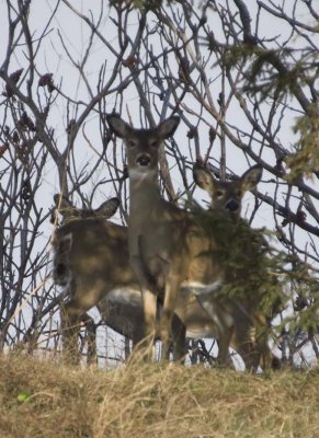WhitetailedDeer385.jpg