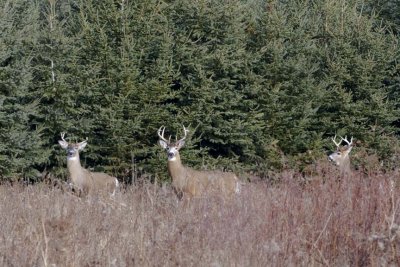 WhitetailedDeer387.jpg