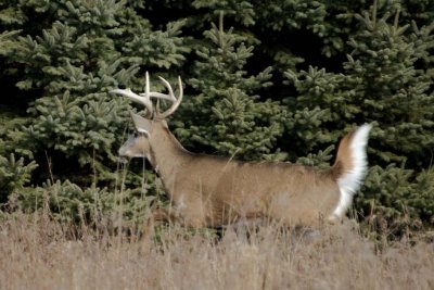 WhitetailedDeer388.jpg