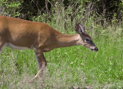 WhitetailedDeer391.jpg