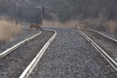 WhitetailedDeer397.jpg