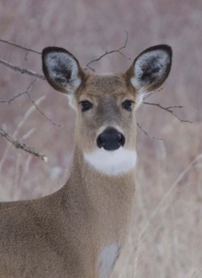 WhitetailedDeer406.jpg
