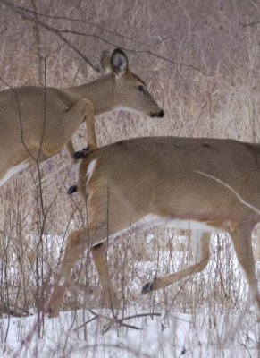 WhitetailedDeer407.jpg
