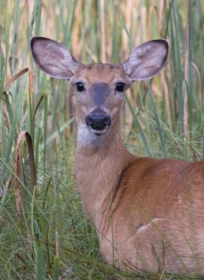 WhitetailedDeer409.jpg