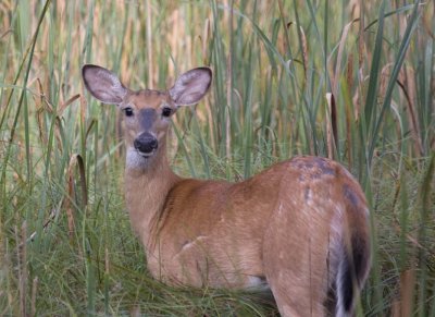 WhitetailedDeer410.jpg