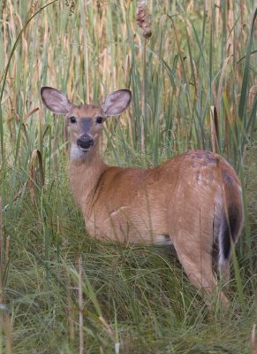 WhitetailedDeer411.jpg