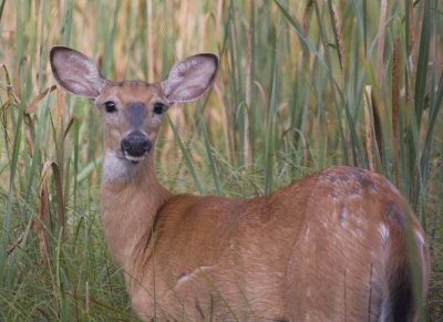 WhitetailedDeer412.jpg