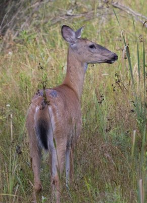 WhitetailedDeer418.jpg