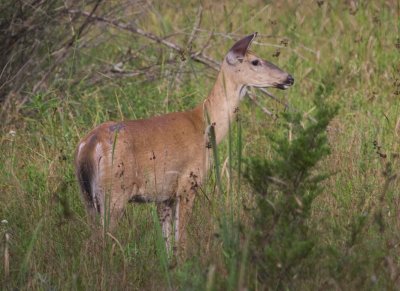 WhitetailedDeer420.jpg