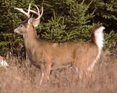 WhitetailedDeer436.jpg