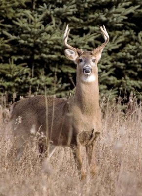 WhitetailedDeer444.jpg