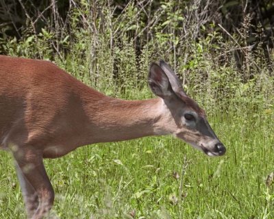 WhitetailedDeer459.jpg