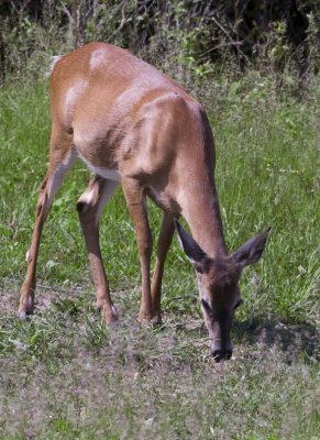 WhitetailedDeer461.jpg