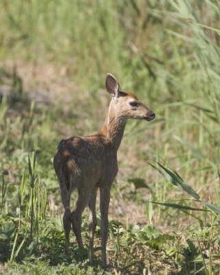 WhitetailedFawn2.jpg