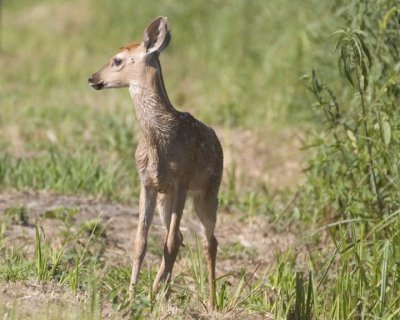 WhitetailedFawn21.jpg