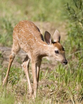 WhitetailedFawn25.jpg
