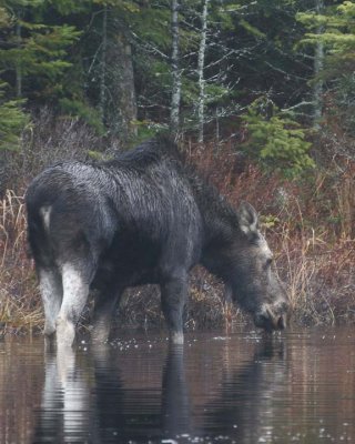 Moose101.jpg