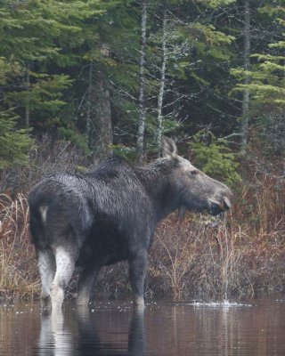 Moose104.jpg