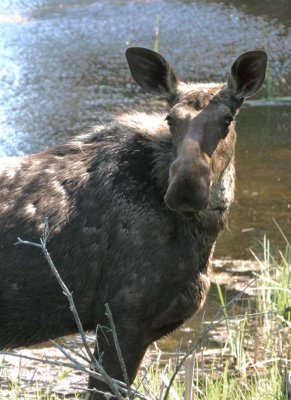 Moose119.jpg