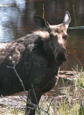 Moose120.jpg