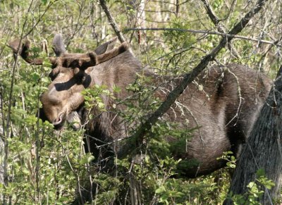 Moose122.jpg