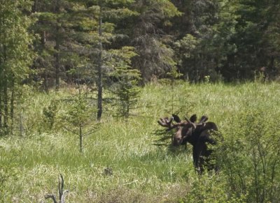 Moose125.jpg