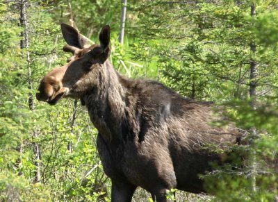 Moose130.jpg