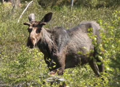 Moose133.jpg