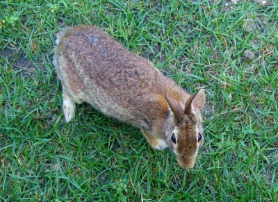 CottontailRabbit106.jpg