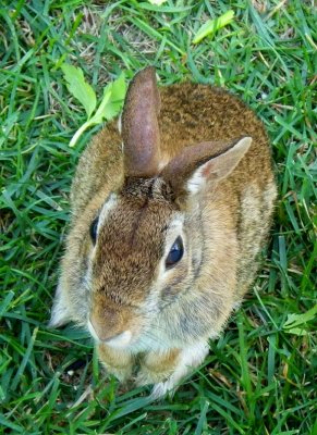 CottontailRabbit107.jpg