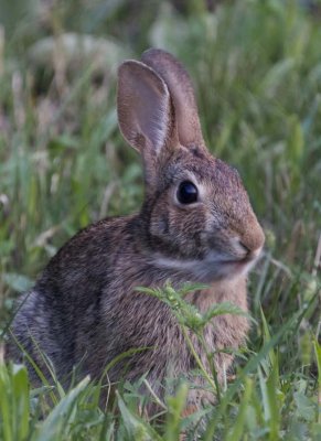 CottontailRabbit120.jpg