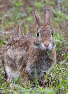 CottontailRabbit40R.jpg