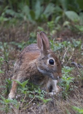 CottontailRabbit57.jpg