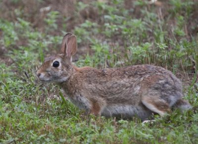 CottontailRabbit60.jpg