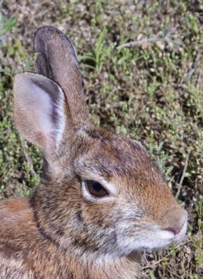 CottontailRabbit68.jpg