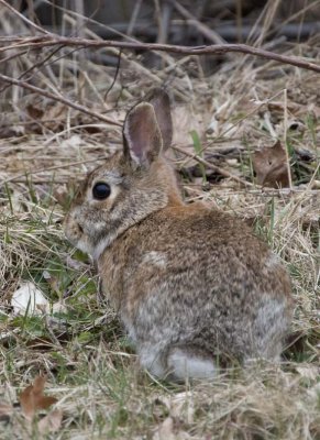 CottontailRabbit91.jpg