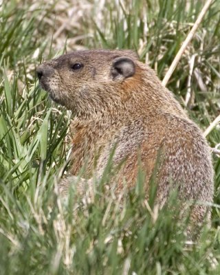 Groundhog21.jpg