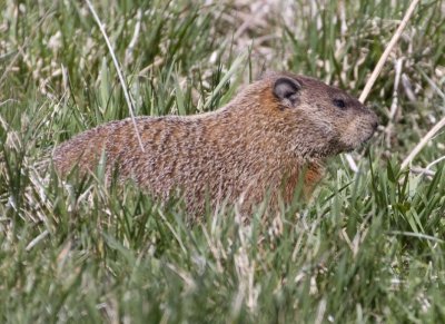 Groundhog29.jpg