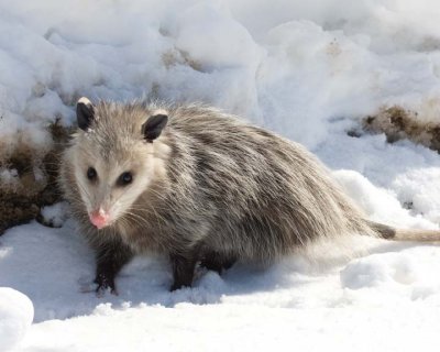 Possum10R.jpg