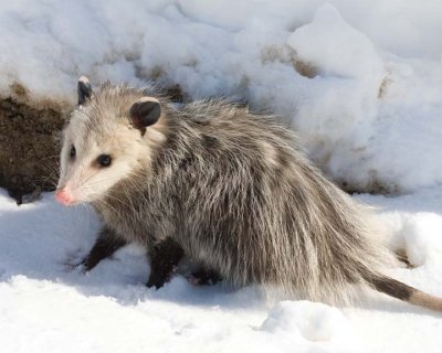 Possum11R.jpg