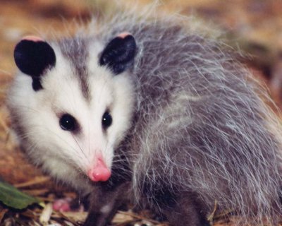 Possum4.jpg