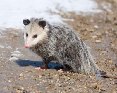 Possum8R.jpg