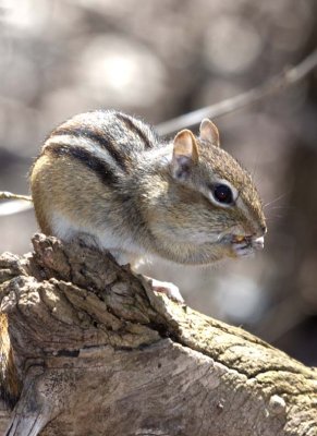 Chipmunk20R.jpg