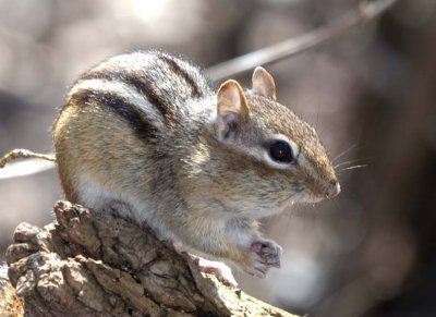 Chipmunk21R.jpg