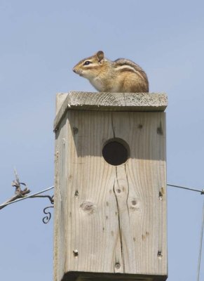 Chipmunk23R.jpg
