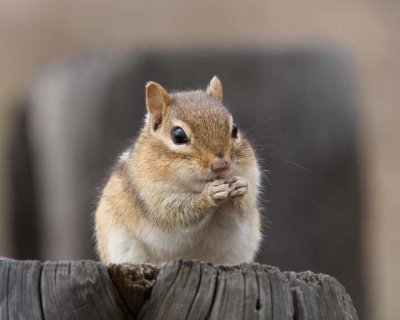 Chipmunk30.jpg