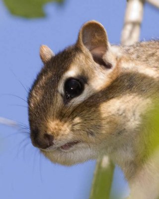 Chipmunk31.jpg