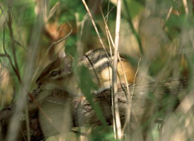 Chipmunk32.jpg